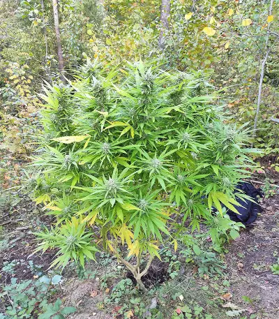 BCN Critical XXL