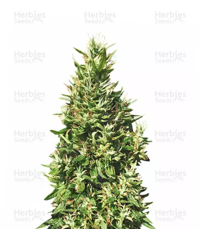 Bangi Haze Regular (Ace Seeds) Cannabis-Samen