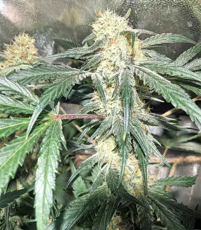 Mix Pack Feminized (Seedstockers) Cannabis-Samen