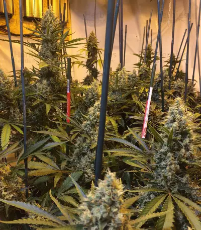 Blue Cheese (Big Buddha Seeds) Cannabis-Samen
