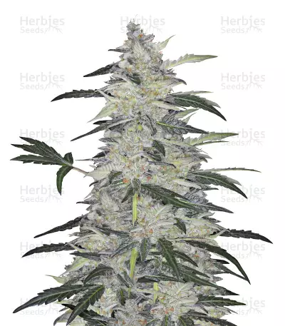 Bruce Banner #3 Auto (Original Sensible Seeds) Cannabis-Samen