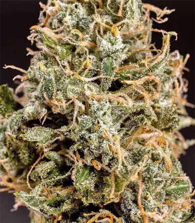 Chem Berry D regular (Dark Horse Genetics) Cannabis-Samen