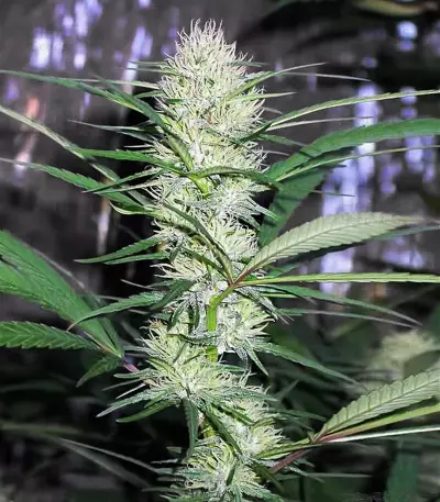 Congo (Ace Seeds)