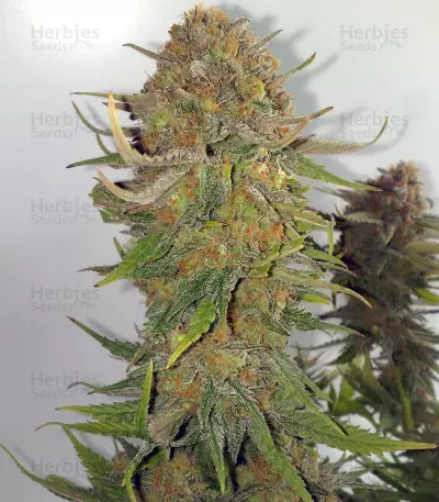Criminal+ (Ripper Seeds) Cannabis-Samen