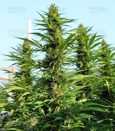 Early Bubba Hash (Ace Seeds) Cannabis-Samen