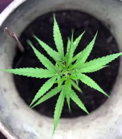Five-O (Blackskull Seeds) Cannabis-Samen