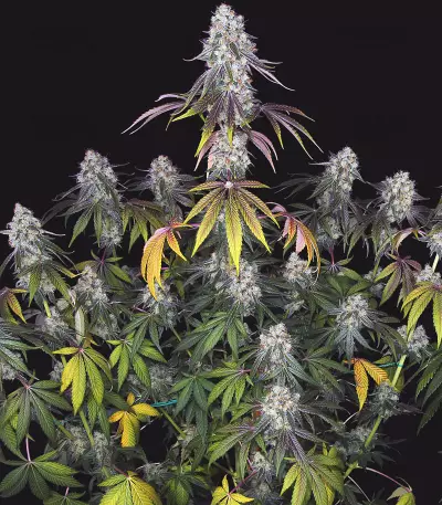 French Cookies (T.H. Seeds) Cannabis-Samen