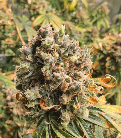 Gorilla Bomb (Bomb Seeds) Cannabis-Samen