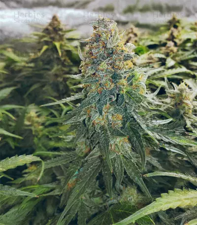 Girl Scout Cookies Auto (Garden Of Green) Cannabis-Samen