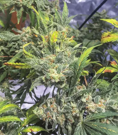 Gorilla Bomb (Bomb Seeds) Cannabis-Samen