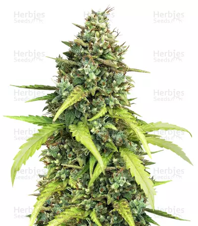 High Ryder ASB Giant Auto (Xtreme Seeds) Cannabis-Samen