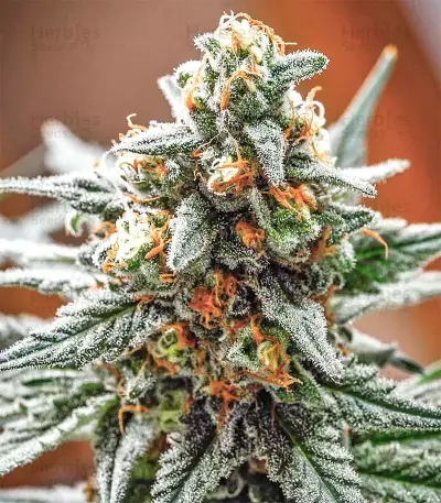King's Banner regular (Dark Horse Genetics) Cannabis-Samen