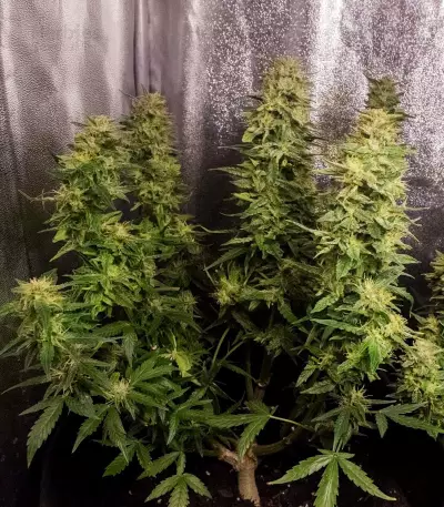 Mandarin Haze Auto (Ministry Of Cannabis) Cannabis-Samen
