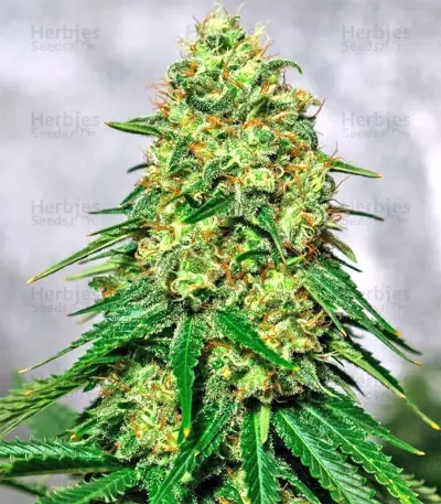 Mangobiche Kush Regular (CannaBioGen) Cannabis-Samen
