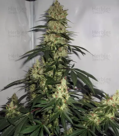 NL5 x Haze Regular (Mr. Nice Seedbank) Cannabis-Samen