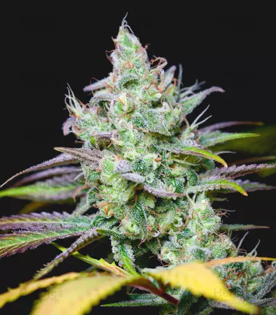 Pennywise regular (TGA Subcool Seeds / SubCool’s The Dank) Cannabis-Samen