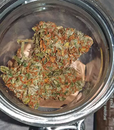 Purple Haze Auto strain
