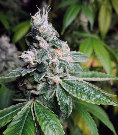 Ripper badazz (Ripper Seeds) Cannabis-Samen