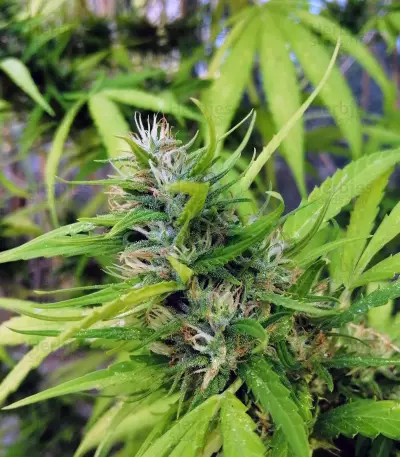 Sapphire Scout (Humboldt Seeds Organization) Cannabis-Samen