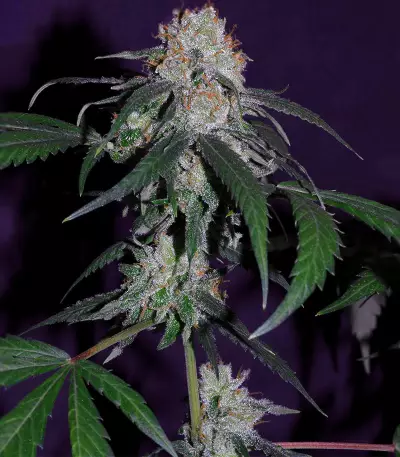 Super Lemon Haze x Banana Punch (GHS) Cannabis-Samen