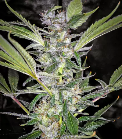 U - Pink Kush (Dr. Underground) Cannabis-Samen