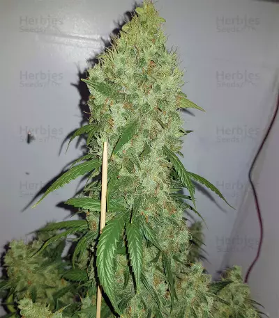 White Widow Auto (Kera Seeds) Cannabis-Samen