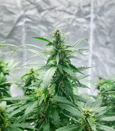 Also Know 47 Autoflower feminisierte Samen (Seedkeepers)