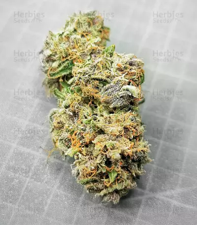 Auto Super OG Kush (Pyramid Seeds) Cannabis-Samen
