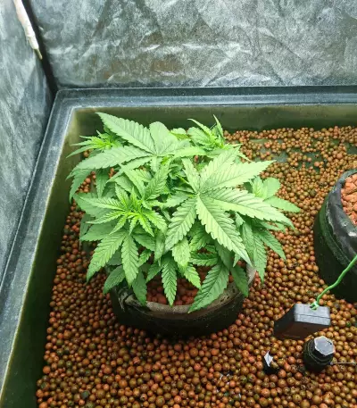 Banana Bomb (Bomb Seeds) Cannabis-Samen