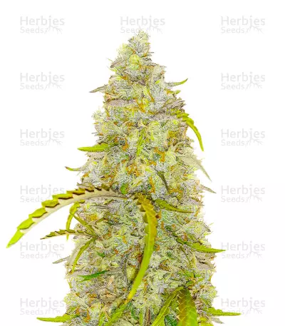 Black Herer Autoflower feminisierte Samen (EGS)