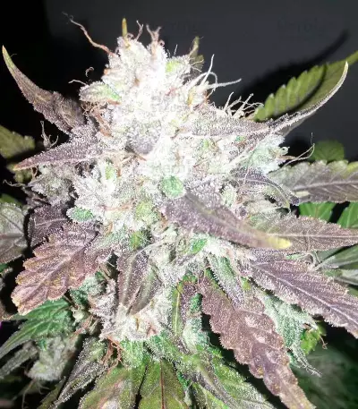 Cropical Fruit Auto (Cream of the Crop Seeds)
