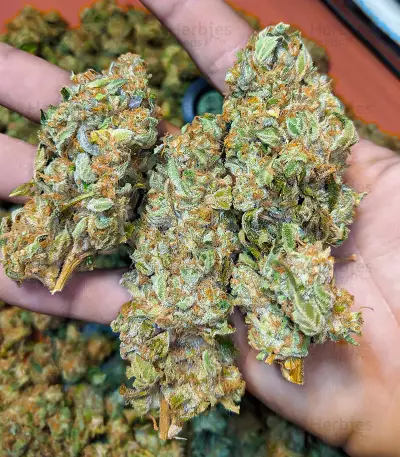 Girl Scout Cookies Fast Version feminisierte Samen (EGS)