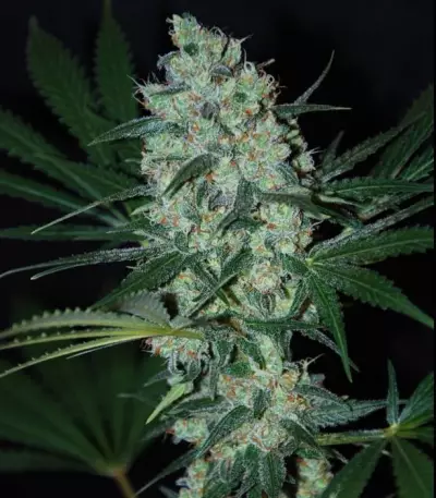 Green Love Potion (Samsara Seeds) Cannabis-Samen