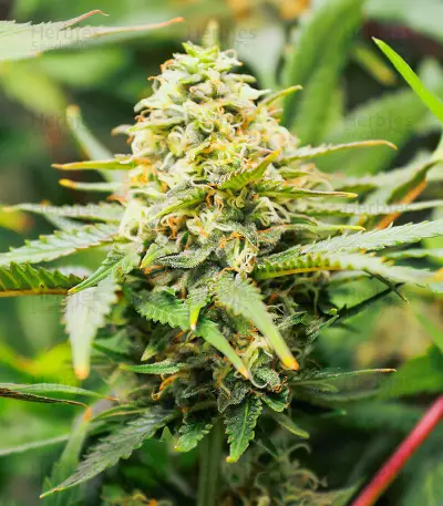 Gummy Skunk Fast Version feminisierte Samen (EGS)