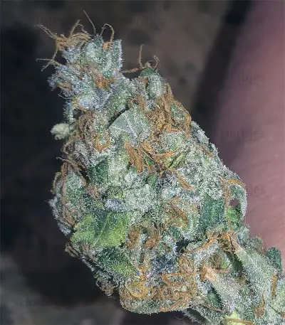 Kushberry (DNA Genetics) Cannabis-Samen