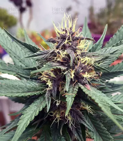 Purple Bud (White Label) Cannabis-Samen
