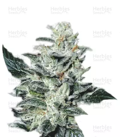 Sensi Star (Paradise Seeds) Cannabis-Samen