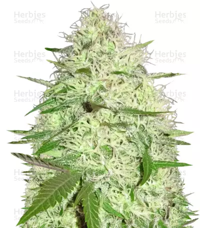 Silver Buddha Haze (Sumo Seeds) Cannabis-Samen