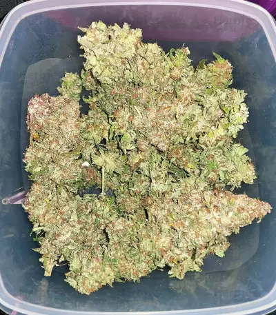 Sour Z strain