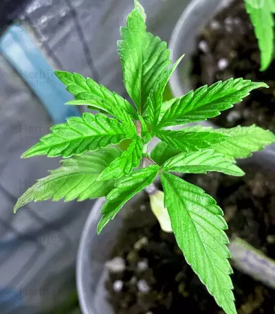 Afghan Kush Early Harvest (World of Seeds) Cannabis-Samen
