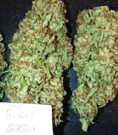 Alien Gorilla (Original Sensible Seeds) Cannabis-Samen