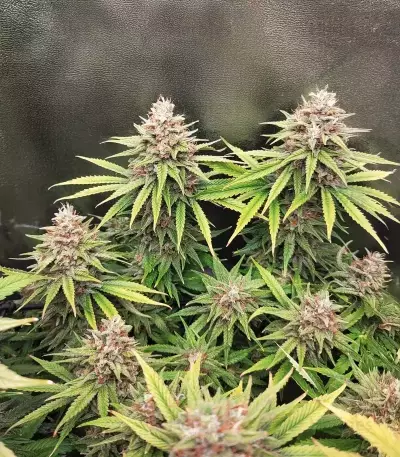 Amnesia Lemon (Barney's Farm) Cannabis-Samen