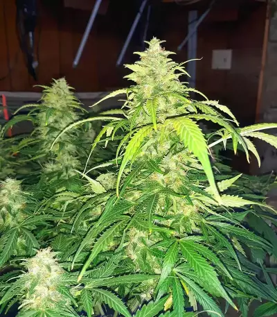 Apple Betty Auto-Samen (Herbies Seeds)