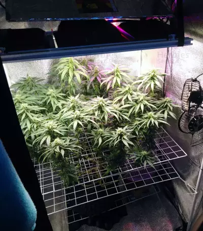 Big Bud (Seedstockers) Cannabis-Samen