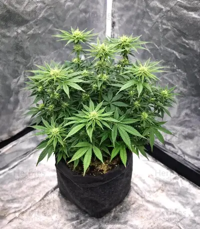 Ceres Kush (Ceres Seeds)