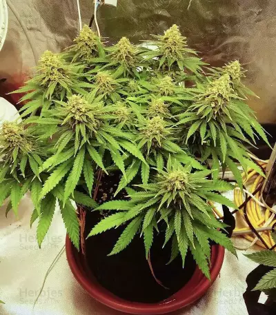 Chocolate Skunk (00 Seeds) Cannabis-Samen
