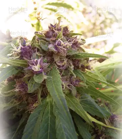 ErdPurt (Ace Seeds) Cannabis-Samen