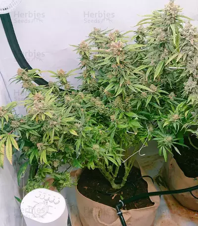 Fruit Punch (Heavyweight Seeds) Cannabis-Samen