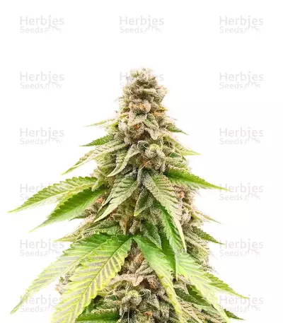 G13 Genius feminisierte Samen (Brothers Grimm Seeds)