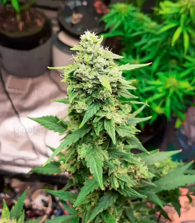 GG#4 Original Glue Auto feminisierte Samen (Fast Buds)